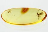 Detailed Fossil Wasp (Ismaridae) In Baltic Amber - Rare! #352715-1